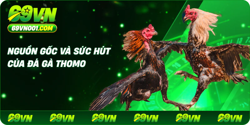 Nguồn Gốc Và Sức Hút Của Đá Gà Thomo